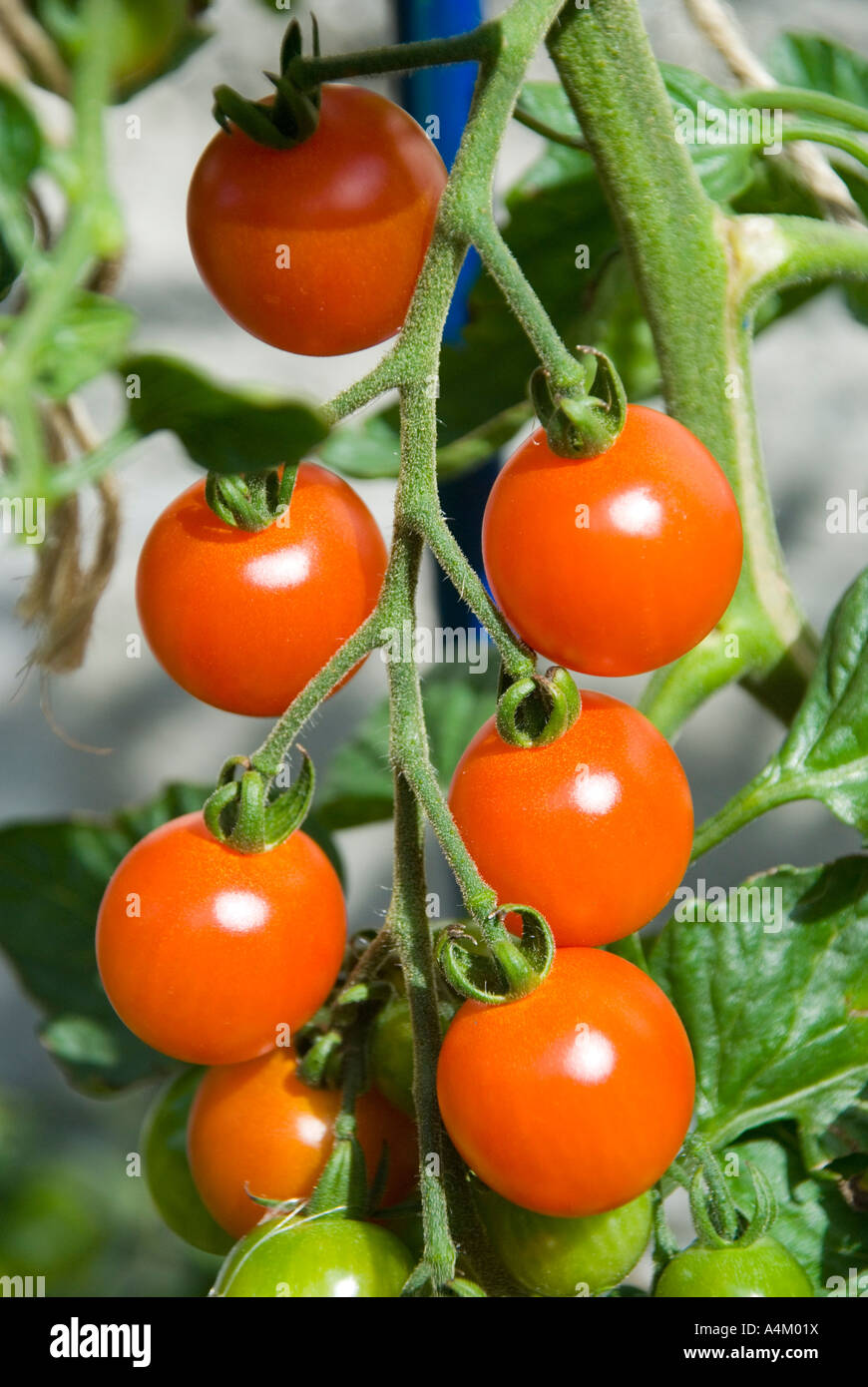 A cluster of Sweet Bite tomatoes ripening on the vine Stock Photo