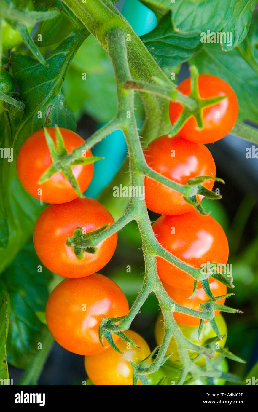 A cluster of Sweet Bite tomatoes ripening on the vine Stock Photo