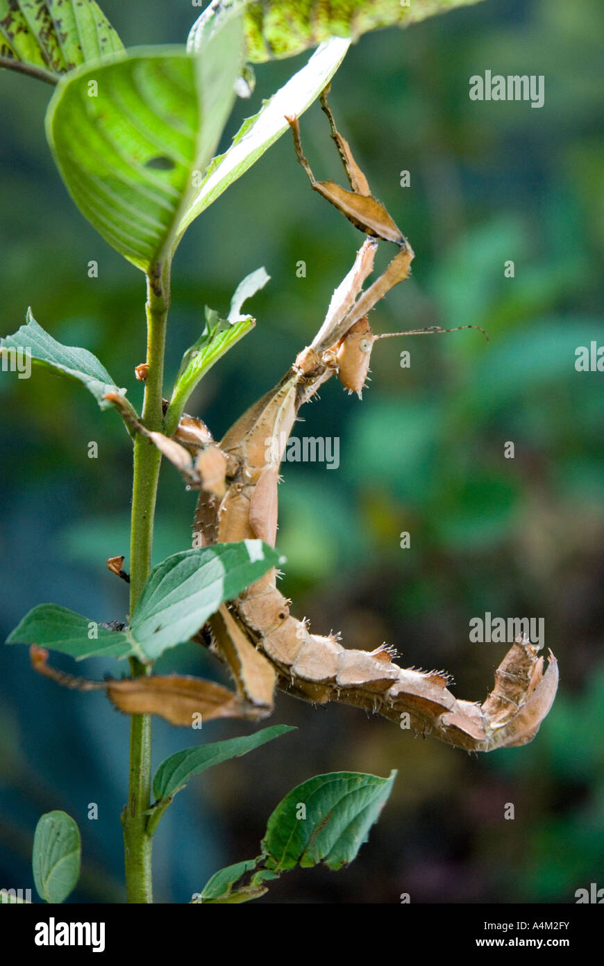 Macleay's Spectre Extatosoma Tiaratum Giant Prickly Leaf Insect Stock Photo