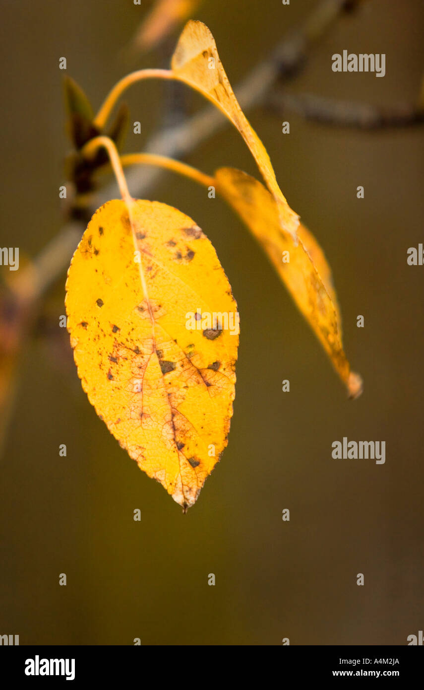 Gold speckled leaves hi-res stock photography and images - Alamy
