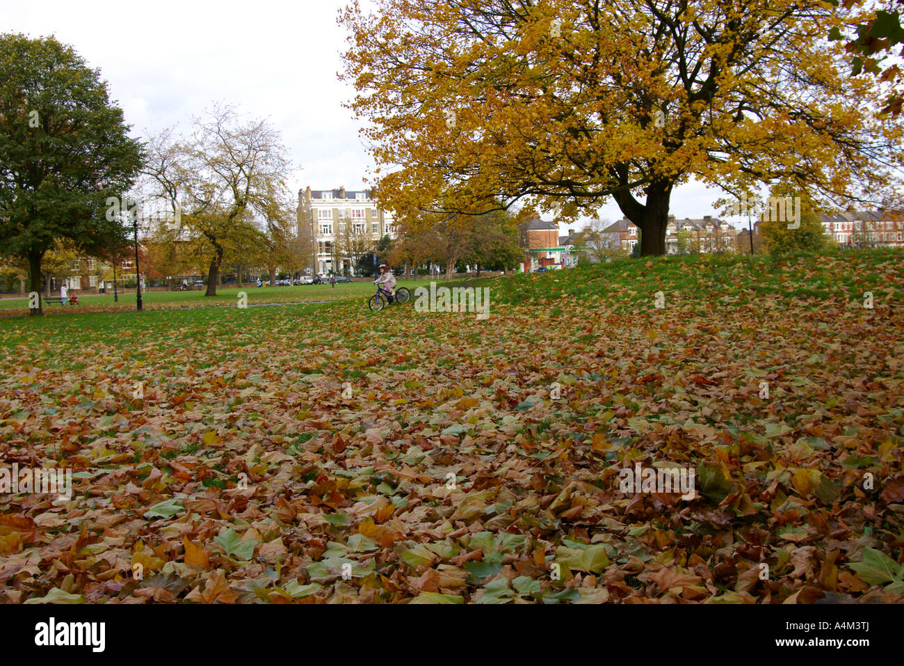 Beautiful yellow Autumn leave and trees in Clapham common in London England UK Stock Photo