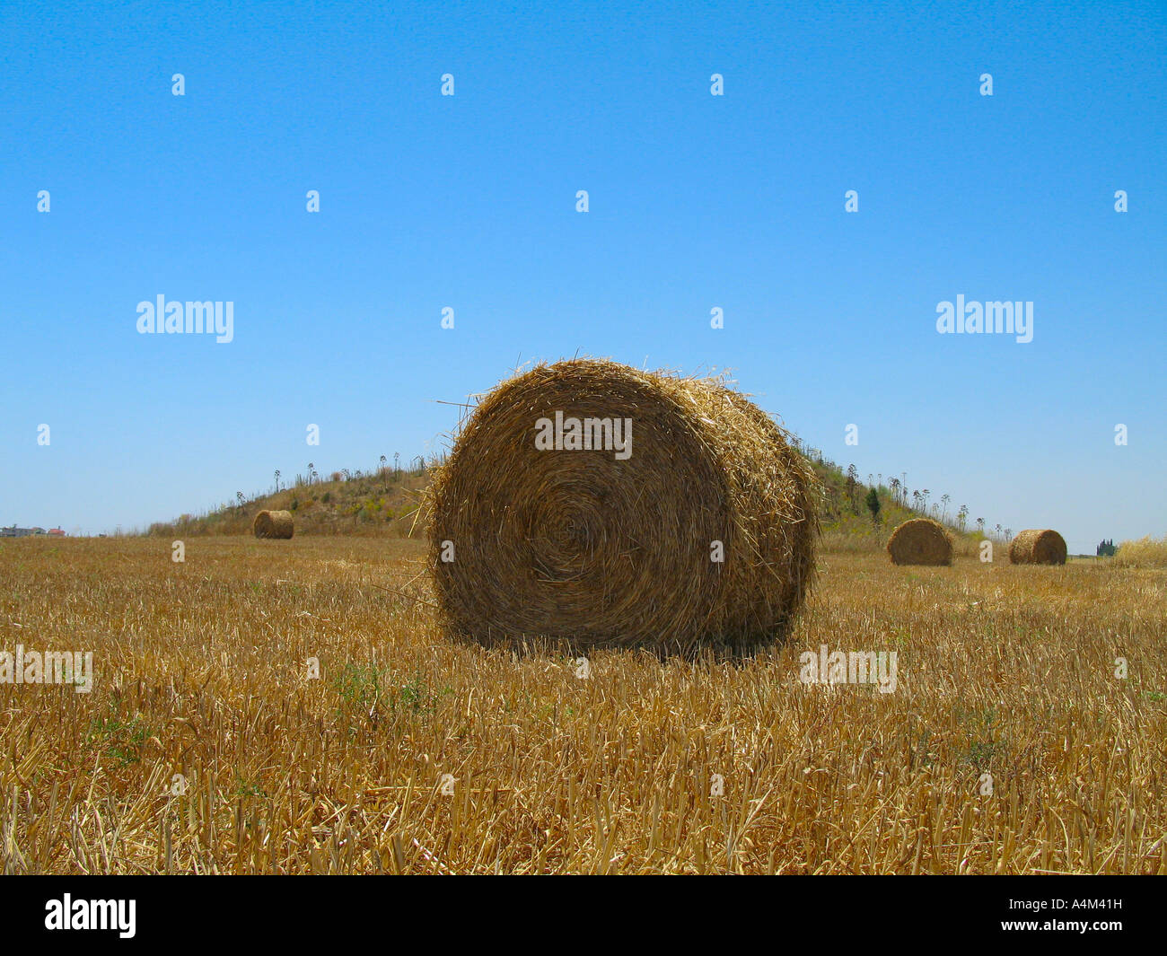Round bales of hay with blue sky background in Summer or Autumn ...