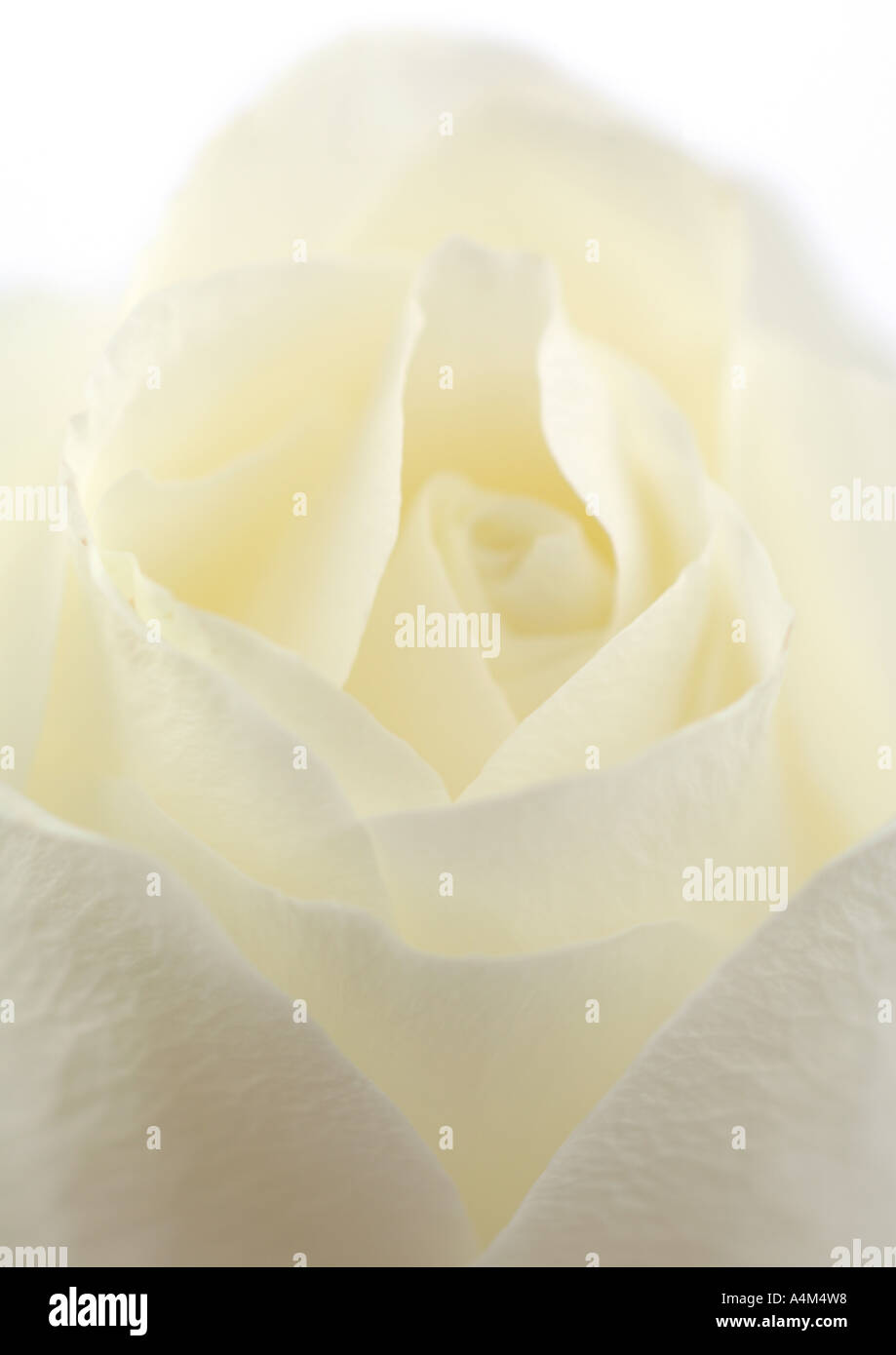 Delicate white rose opens hi-res stock photography and images - Alamy