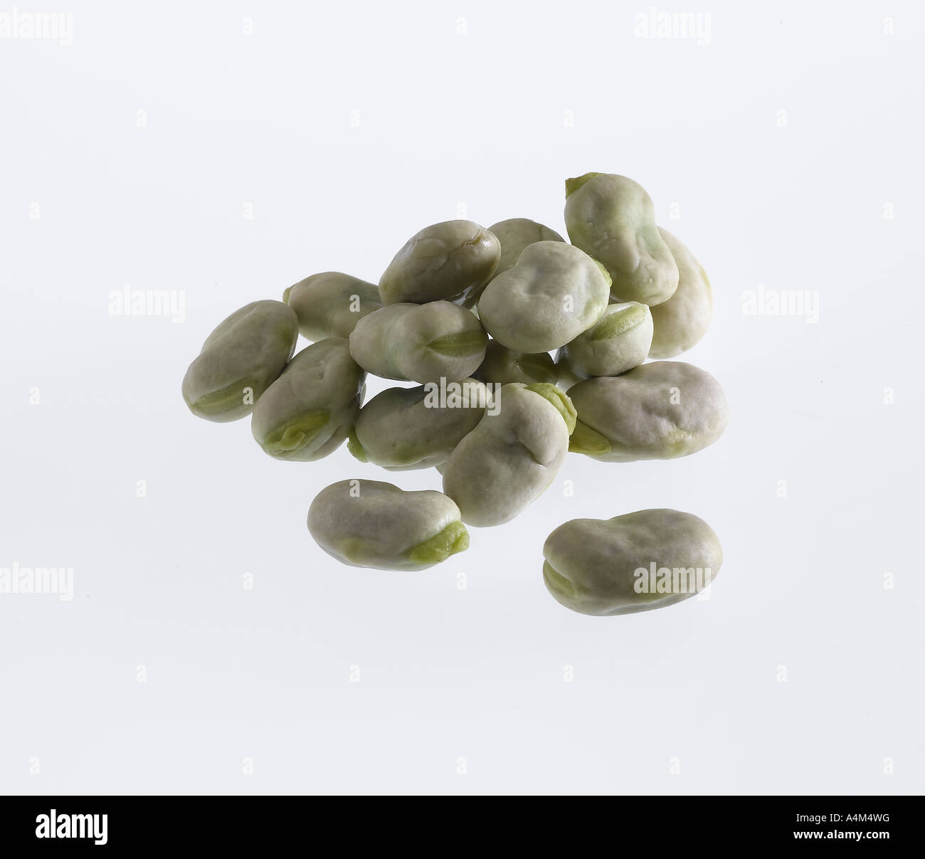 Broad bean Stock Photo