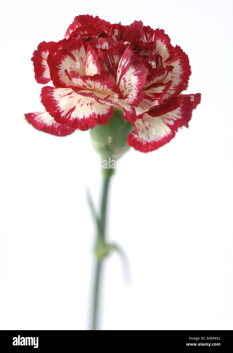 Variegated carnation, close-up Stock Photo