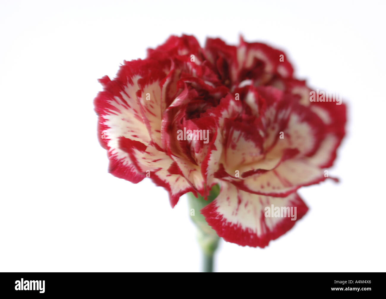 Variegated carnation, close-up Stock Photo