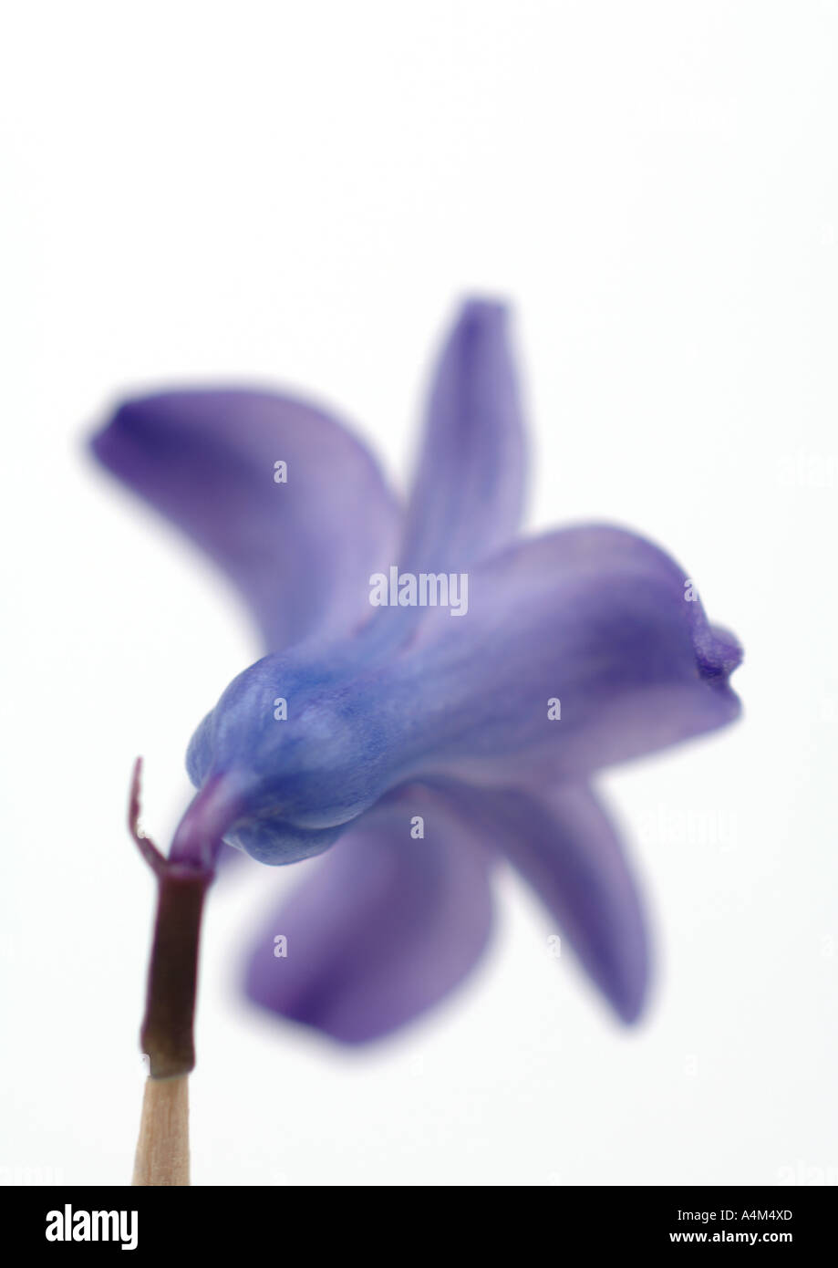 Hyacinth bloom Stock Photo