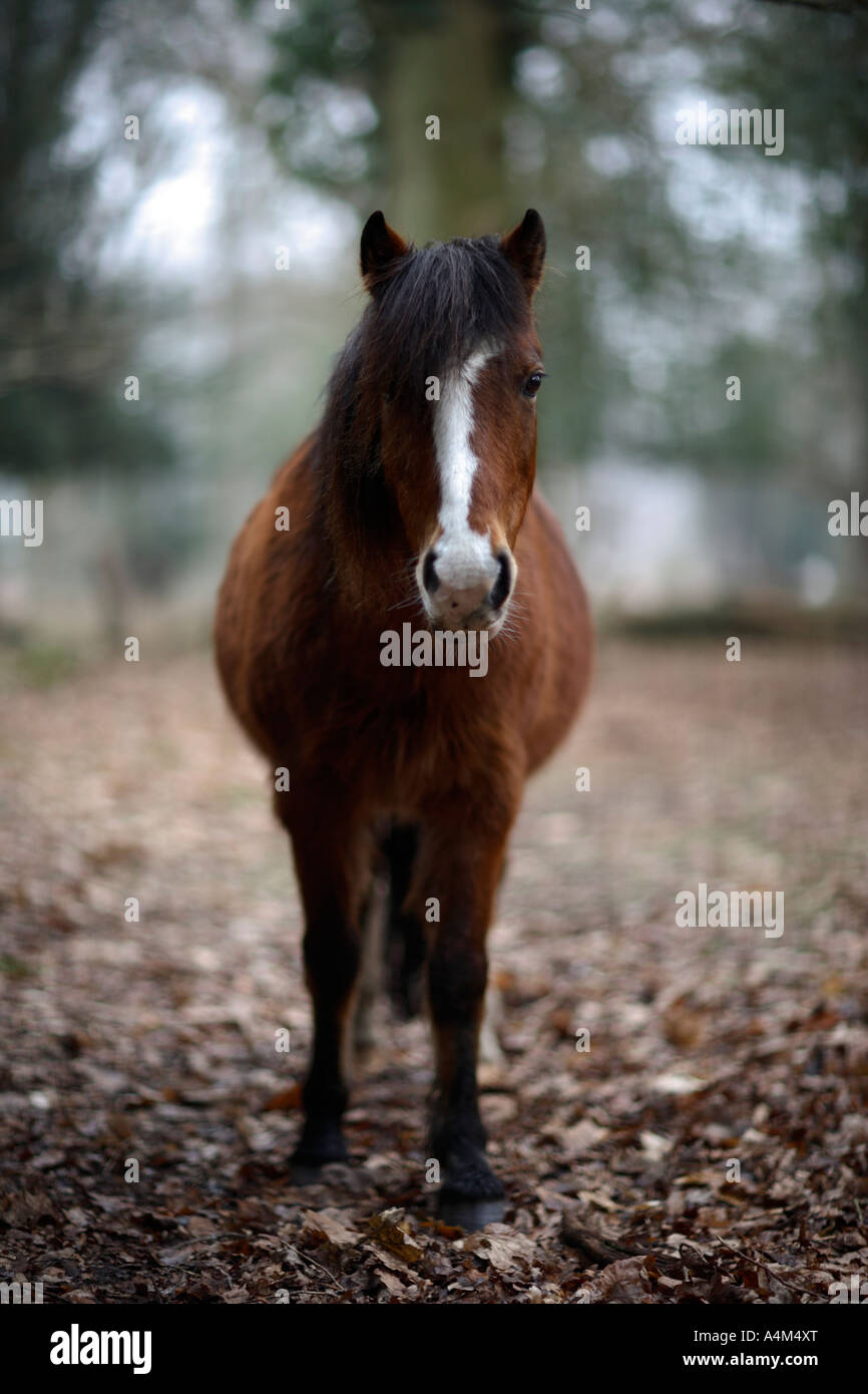 New forest Pony, Hampshire. UK Stock Photo