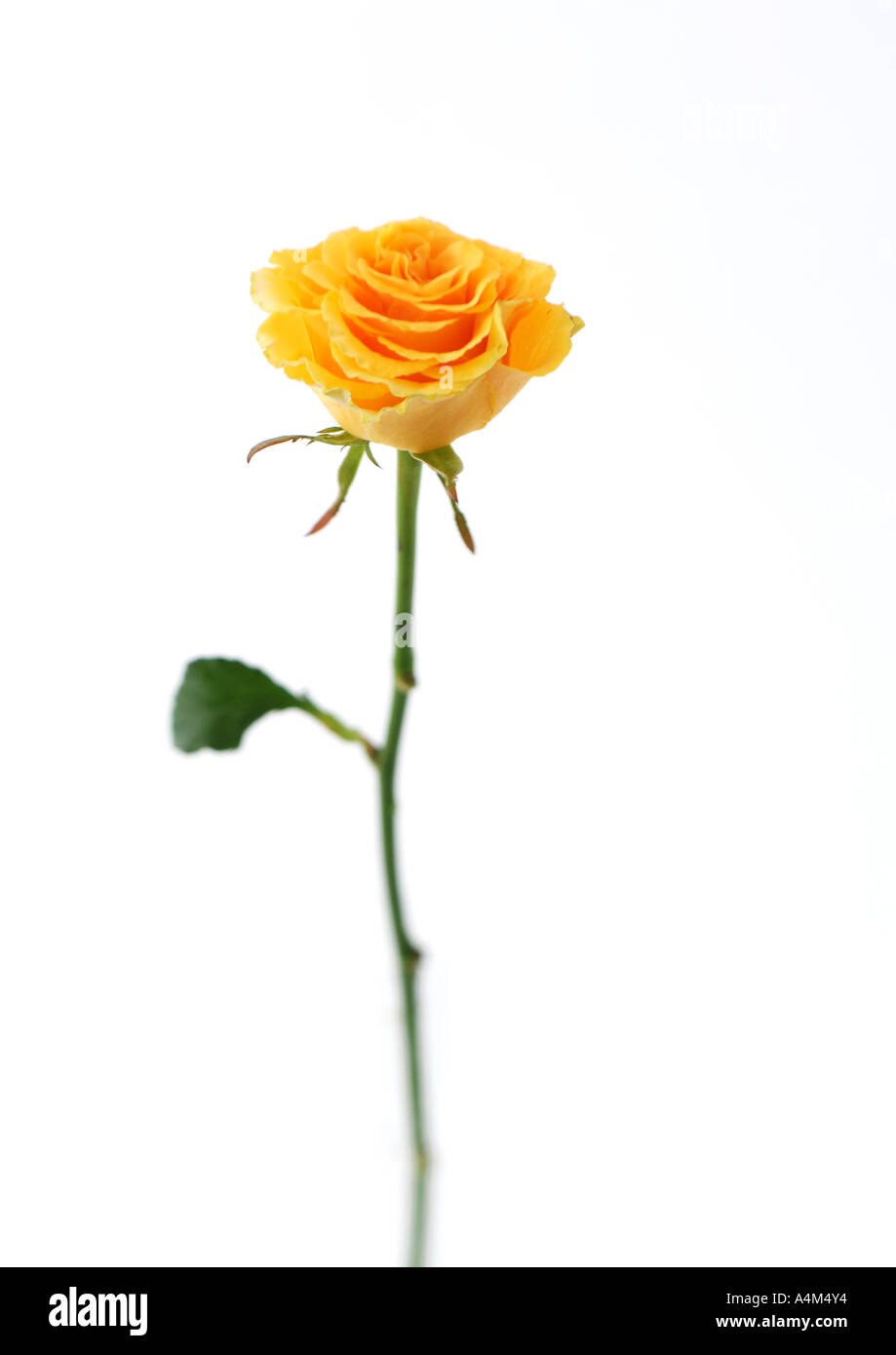 Delicate white rose opens hi-res stock photography and images - Alamy