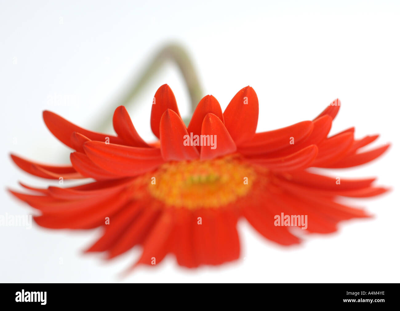 Gerbera daisy, close-up Stock Photo