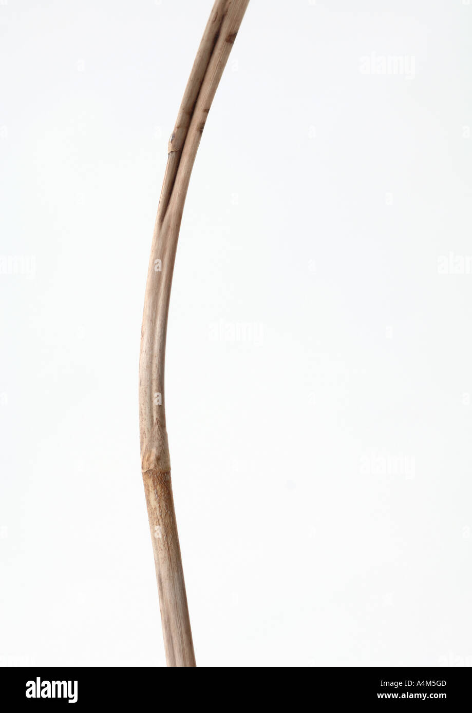 thumbnail image 2 of Wooden Twig Bridge Ladder For Small Pets - Guinea Pigs, Hamsters, Mice & Rats (Medium Size) 2 of 13