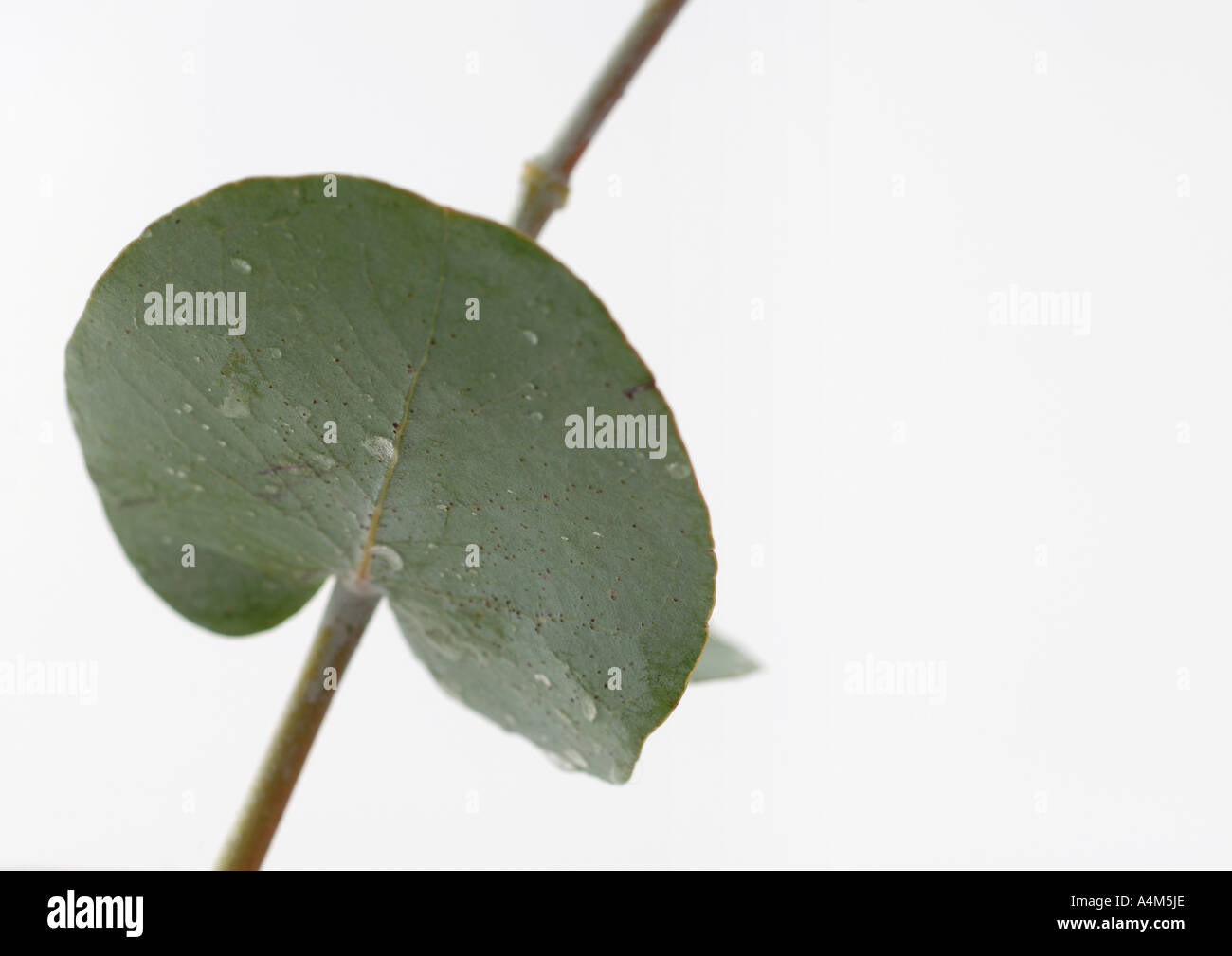 Short Slide Eucalyptus