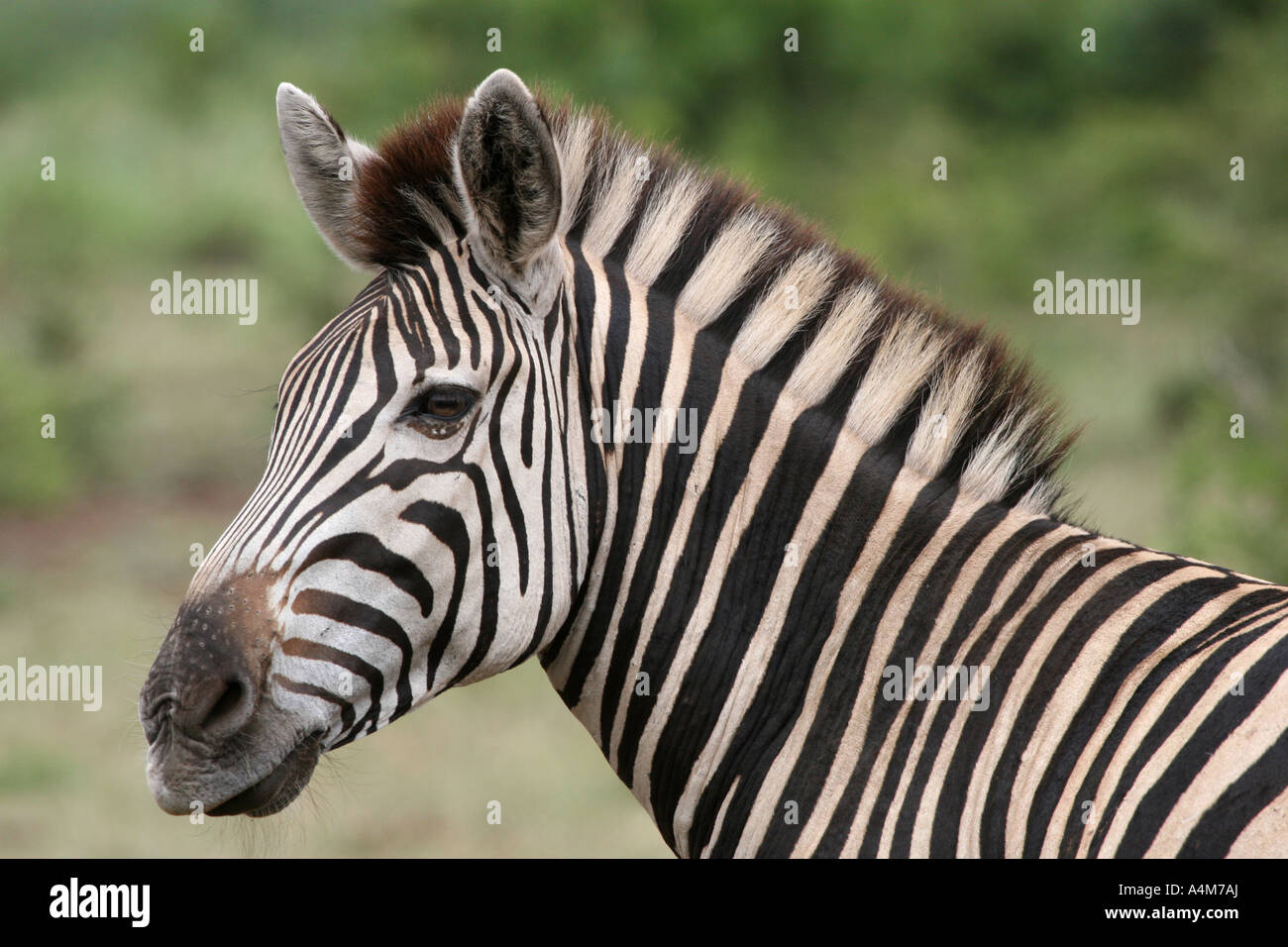 Close up of Zebra Stock Photo - Alamy