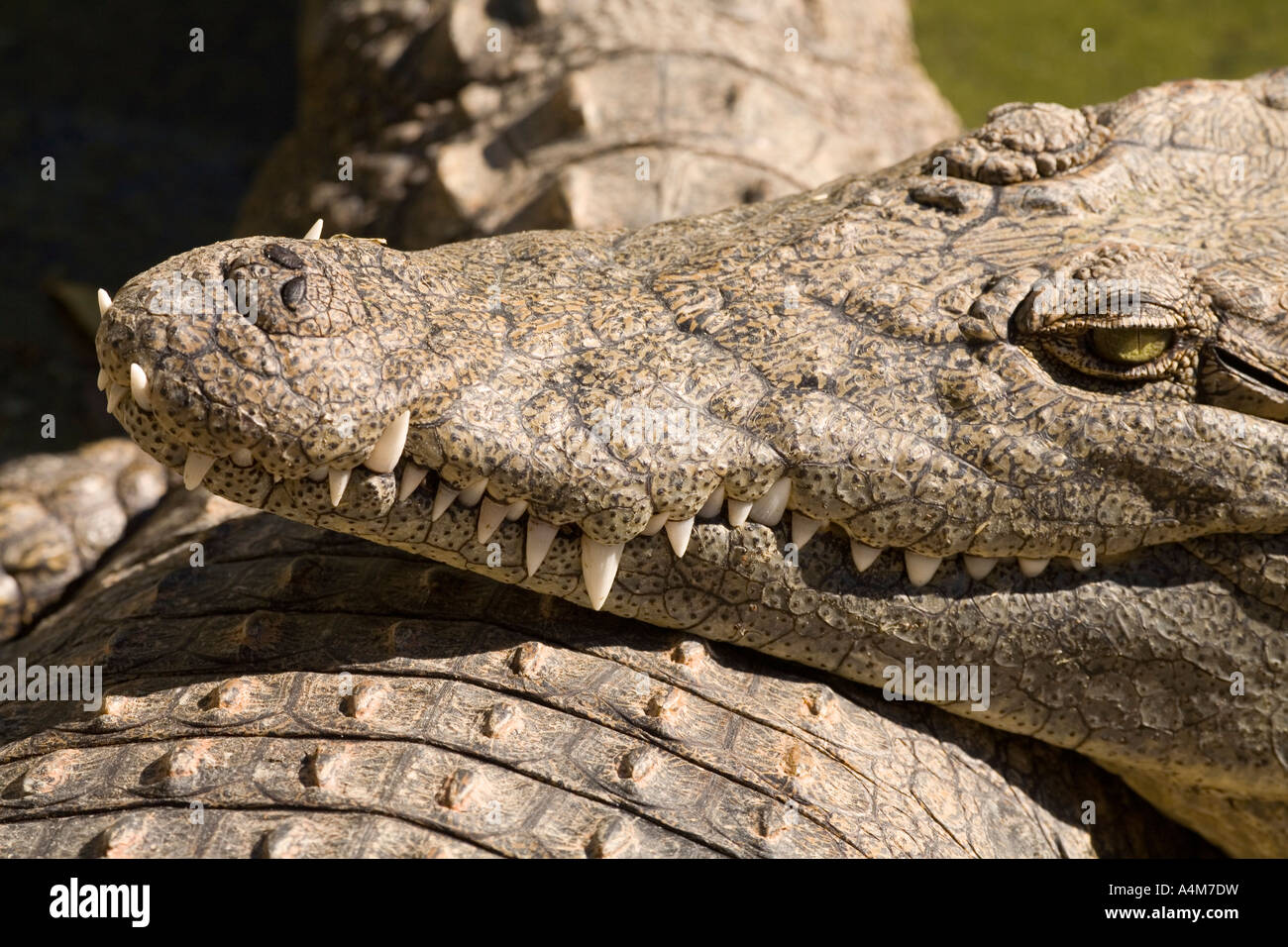 Torremolinos Costa del Sol Malaga Province Spain Crocodile Park Close up of crocodile head Stock Photo