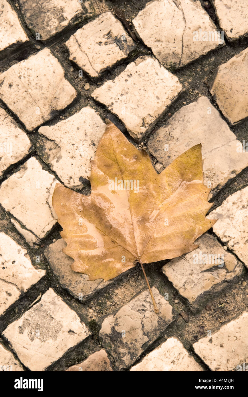 Autumn leaf on cobbled background Stock Photo - Alamy