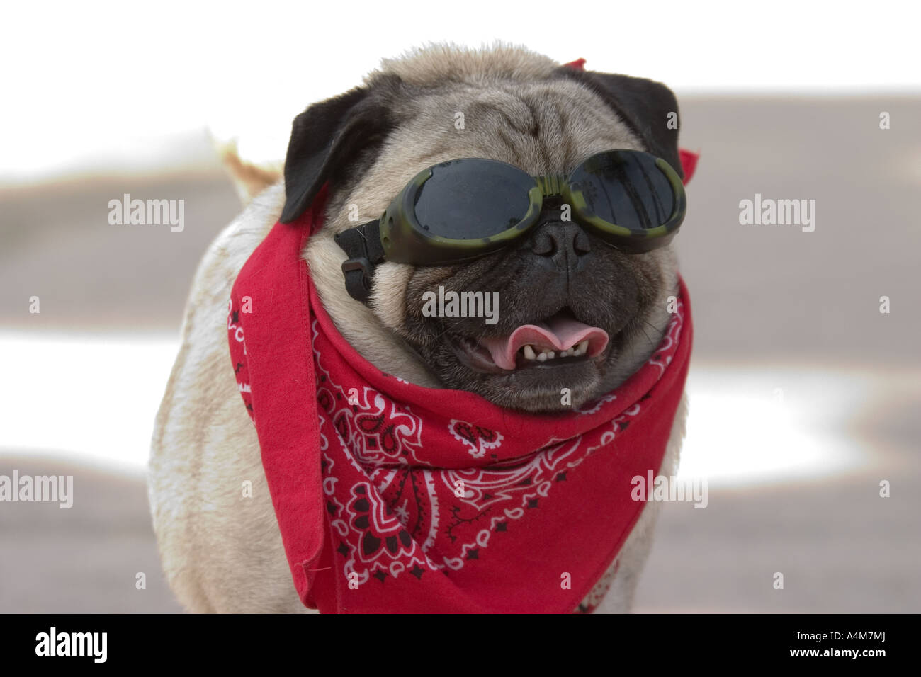 pug dog with glasses