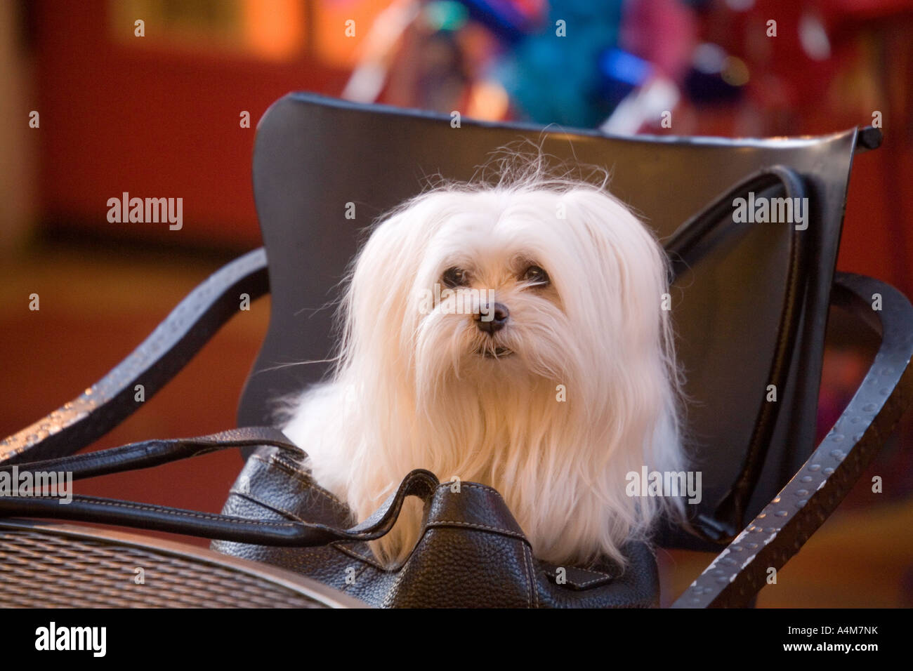 A fluffy white Maltese dog sits inside a woman's purse at an outdoor  restaurant. Stock Photo