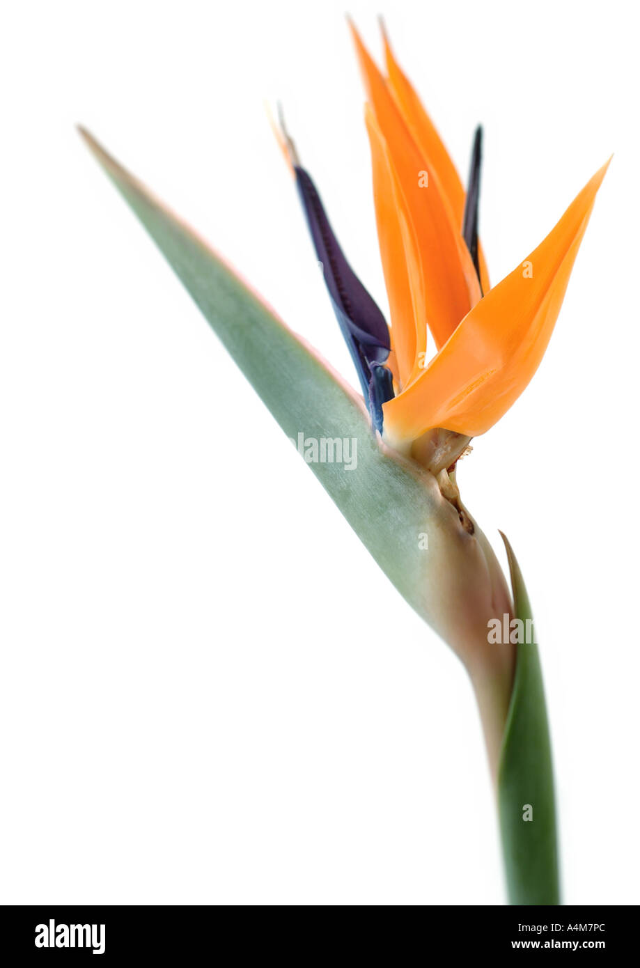 Bird of paradise flower Stock Photo