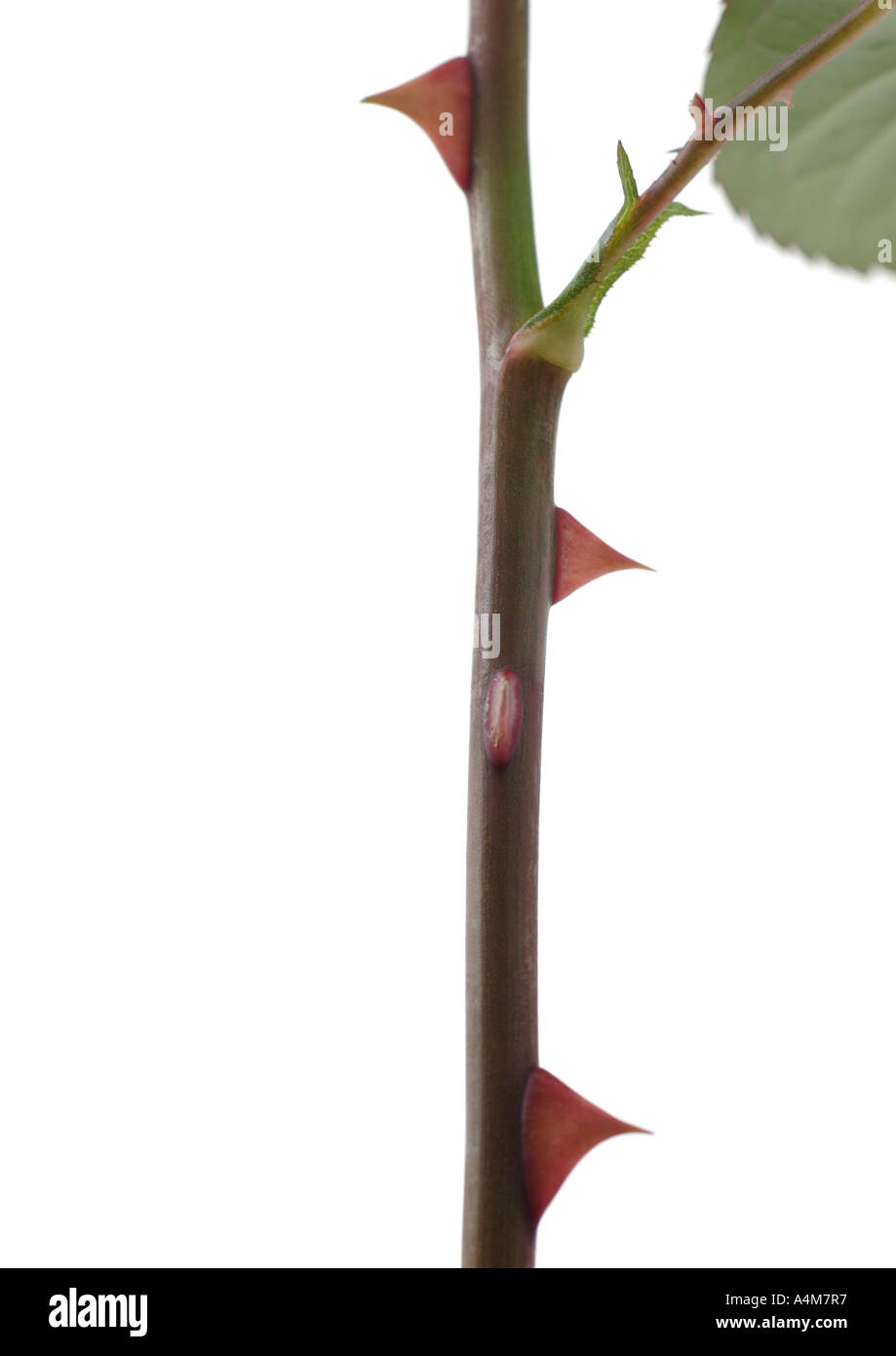 Rose stem with thorns Stock Photo Alamy