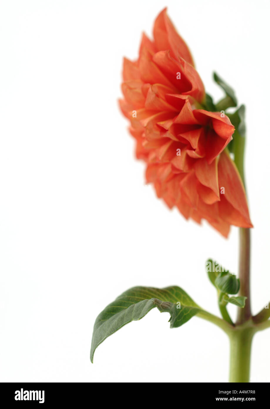 Single dahlias flower Cut Out Stock Images & Pictures - Alamy