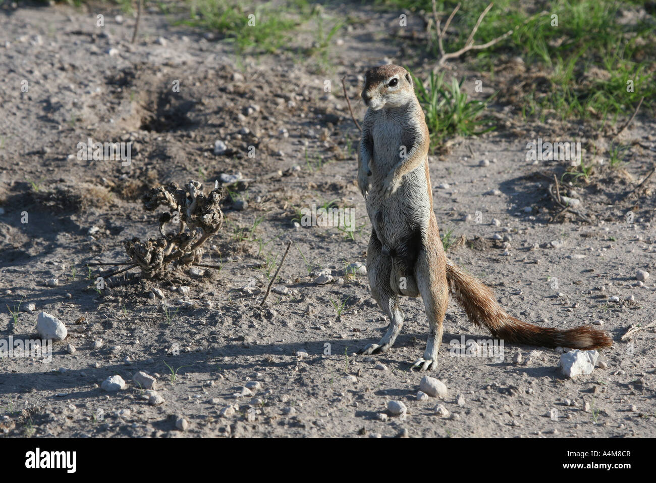 Squirrel at attention in the central Kalahari Stock Photo