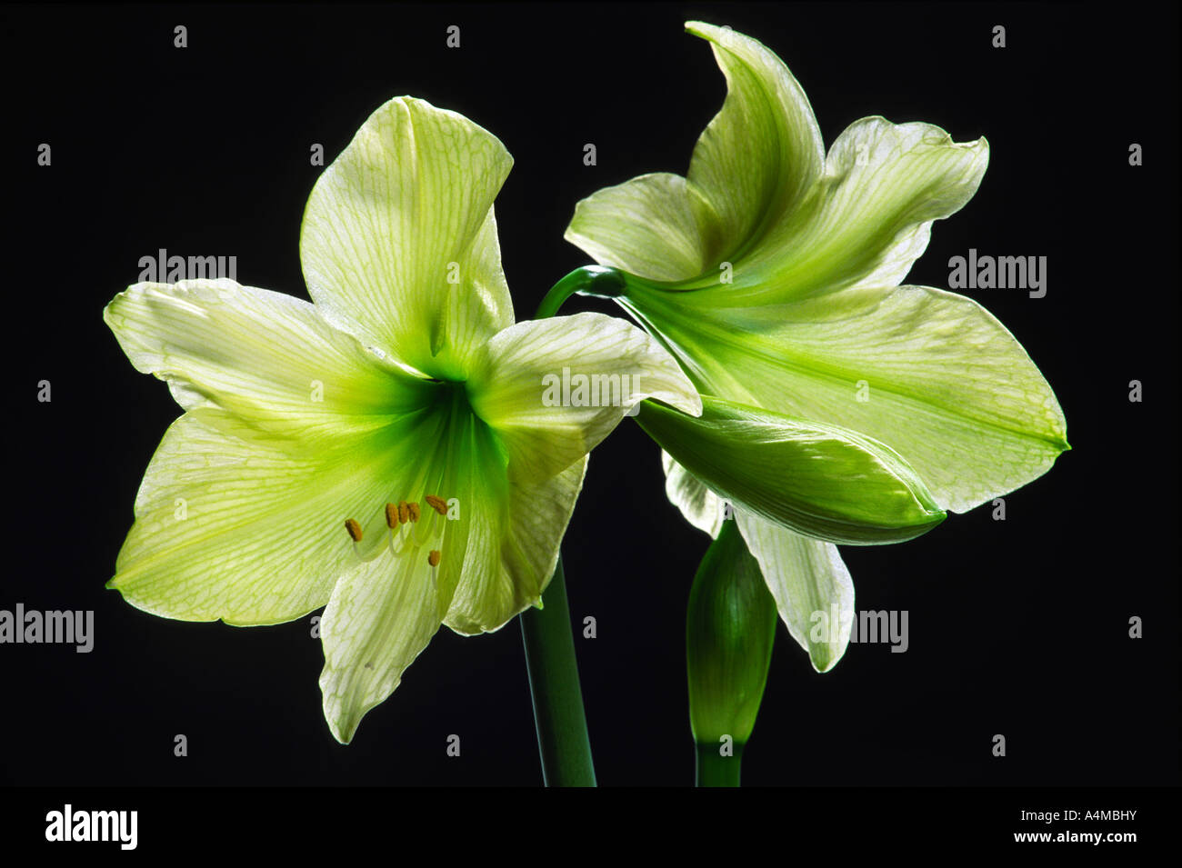 Amaryllis flowers Stock Photo
