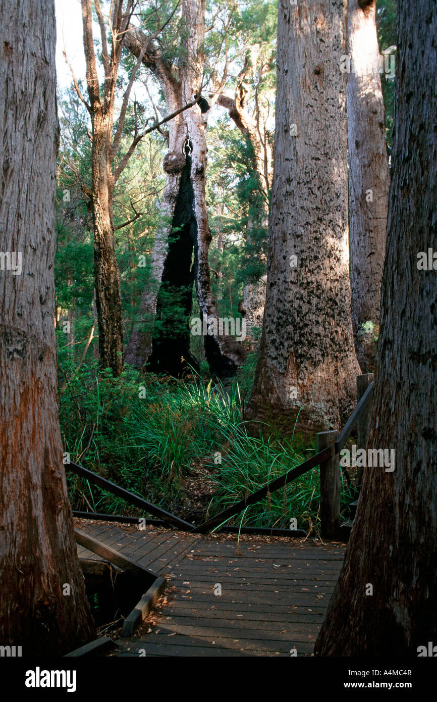The Giant Tingle tree in the Valley of the Giants in the Walpole region ...