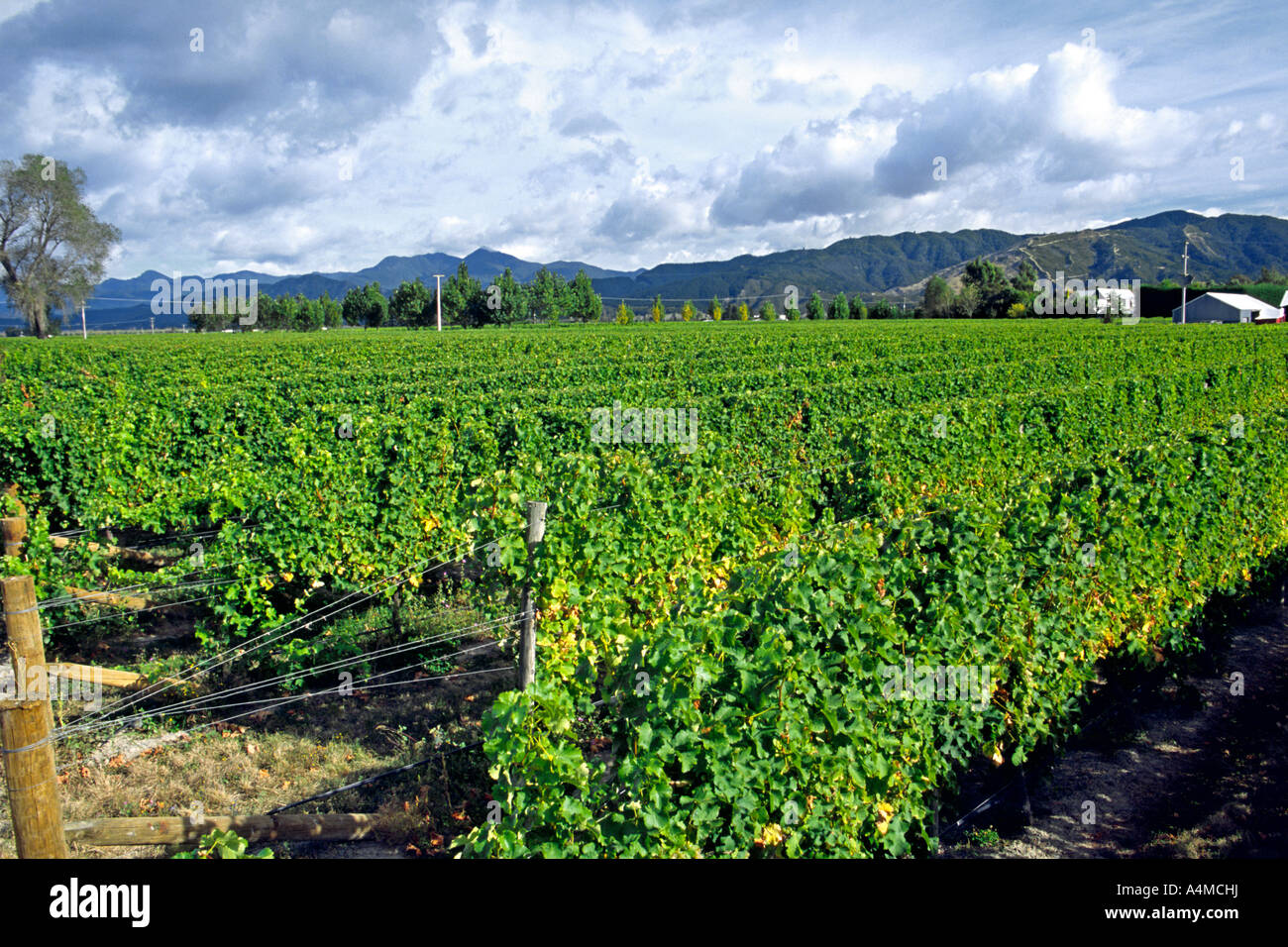 New Zealand South Island Marlborough, vines at Cloudy Bay Vineyards Stock  Photo - Alamy