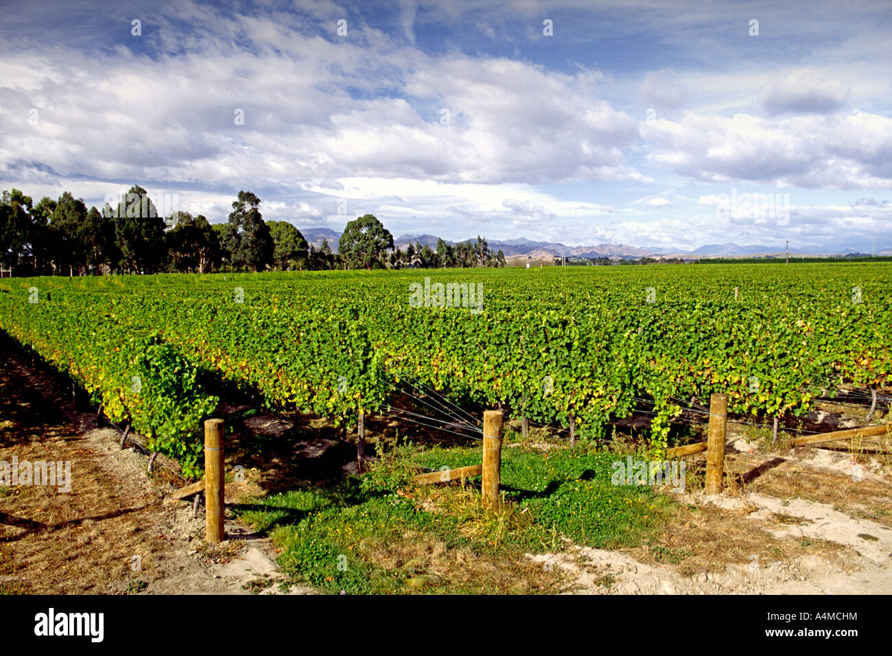 Vineyards of the Cloudy Bay estate in the Marlborough region of New  Zealand's south island Stock Photo - Alamy