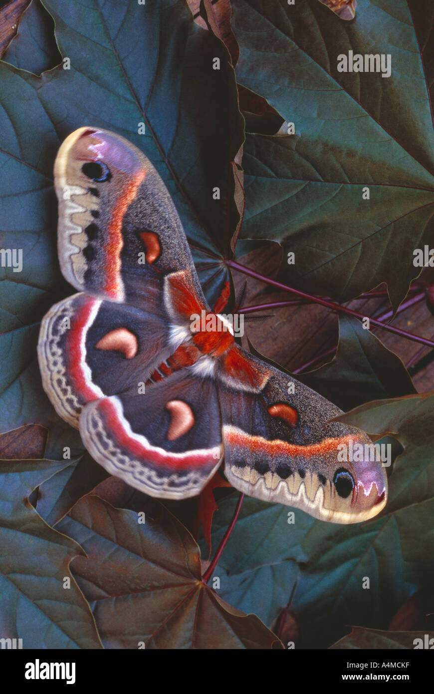 Cecropia moth on leaves Stock Photo - Alamy