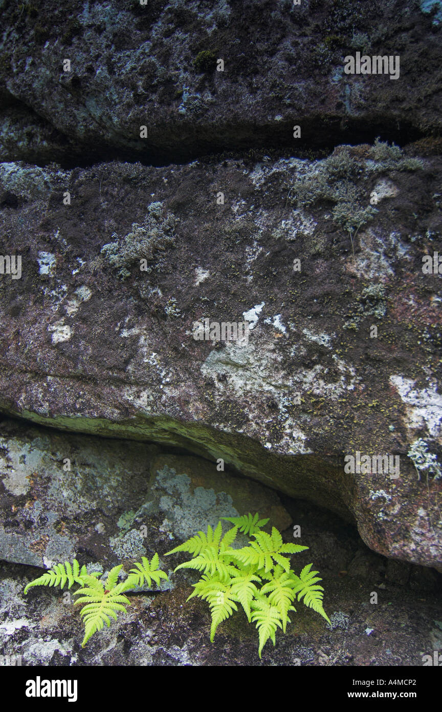 Growing in the crevices hi-res stock photography and images - Alamy