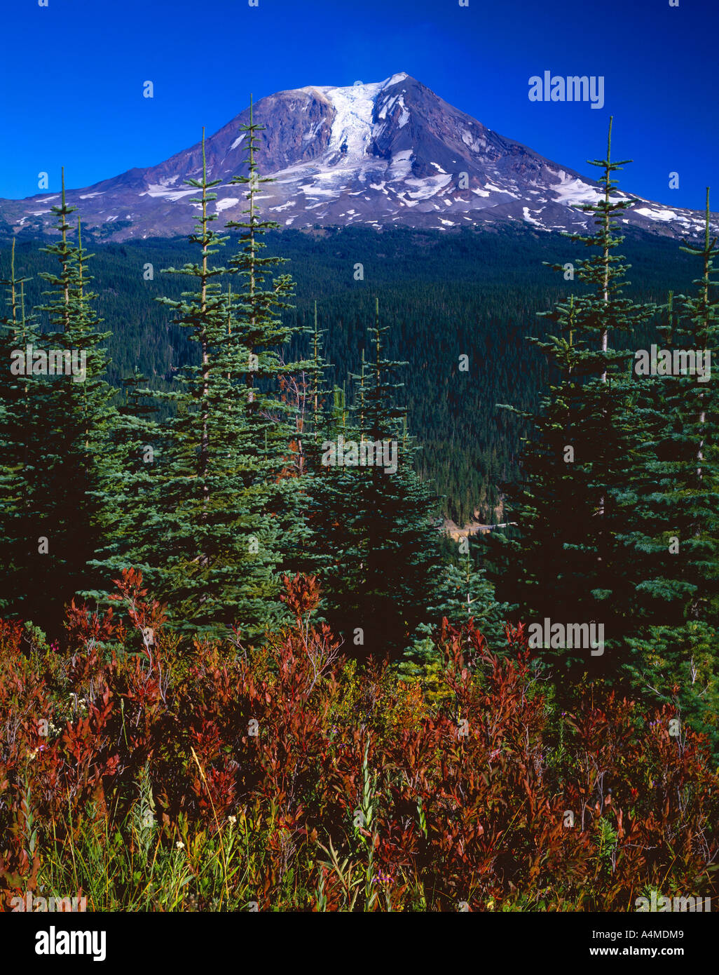Mount Adams Gifford Pinchot National Forest Stock Photo Alamy