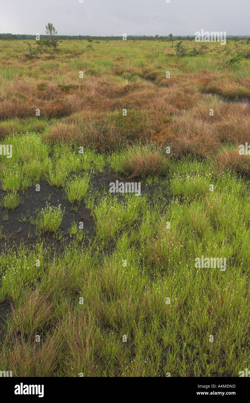 Store Mosse Nationalpark store mosse hi-res stock photography and images - Alamy