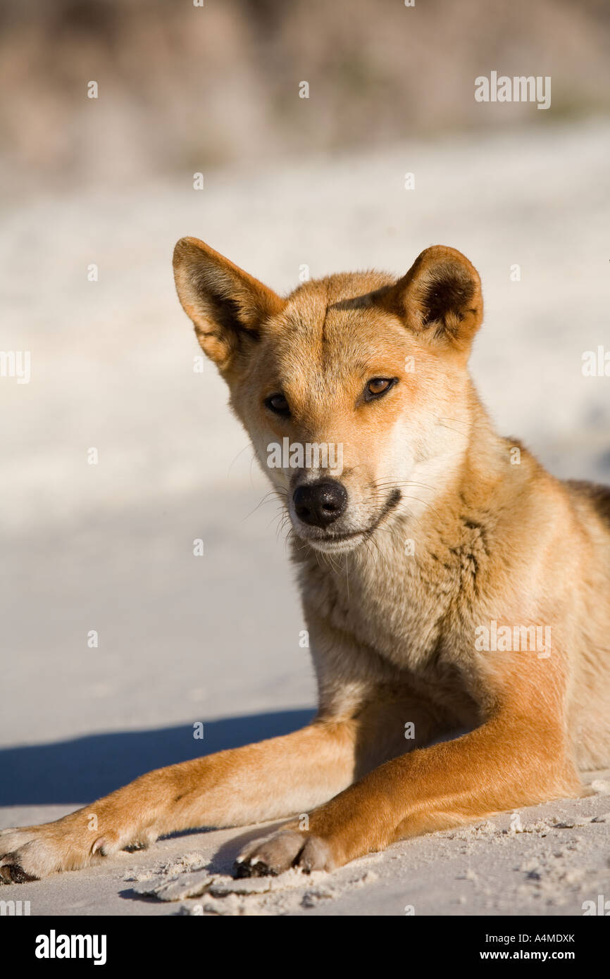Dingo Fraser Island, Queensland, AUSTRALIA Stock Photo Alamy