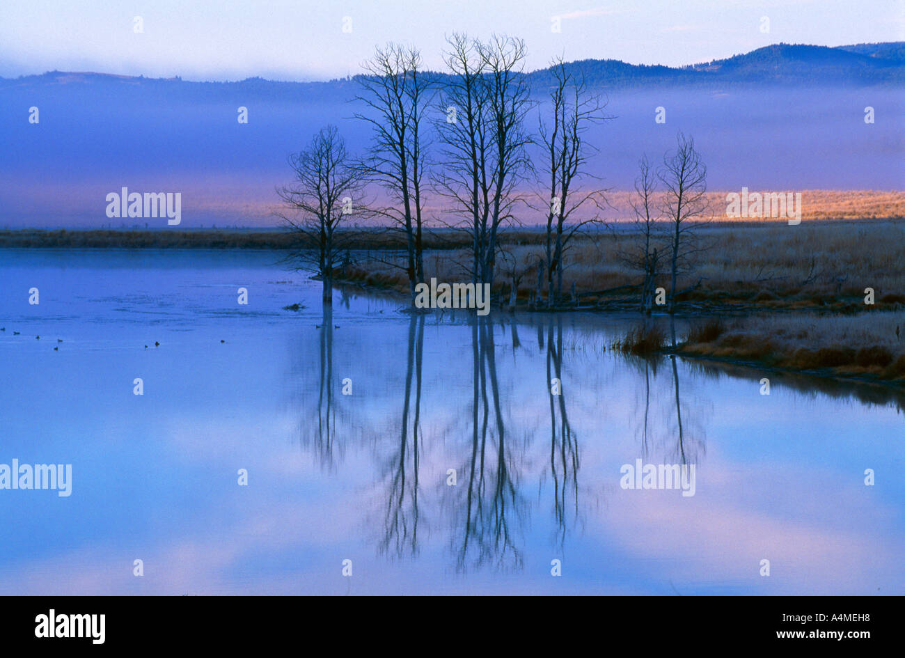 Reflecting trees in pond hi-res stock photography and images - Alamy
