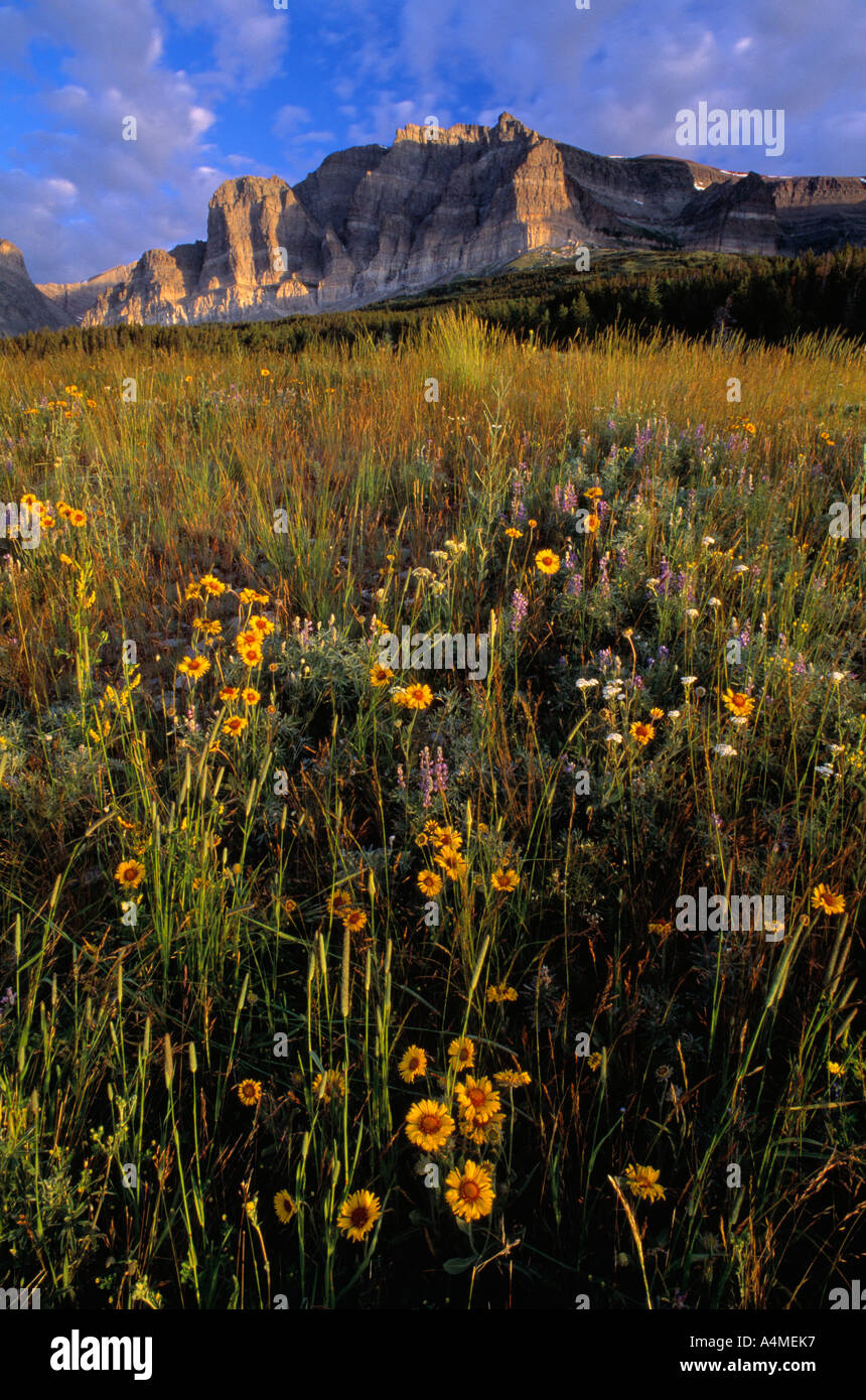 Dog in wildflowers hi-res stock photography and images - Alamy