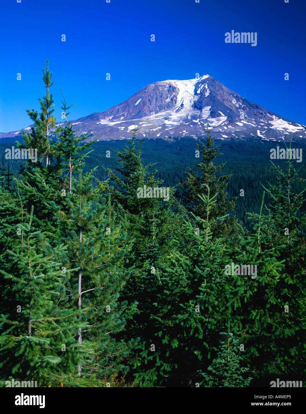 Mount Adams Gifford Pinchot National Forest Stock Photo Alamy