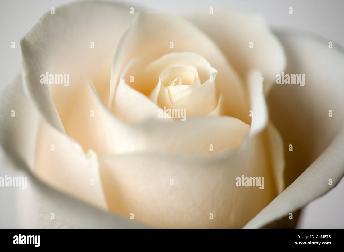 White rose blooms up close hi-res stock photography and images - Alamy