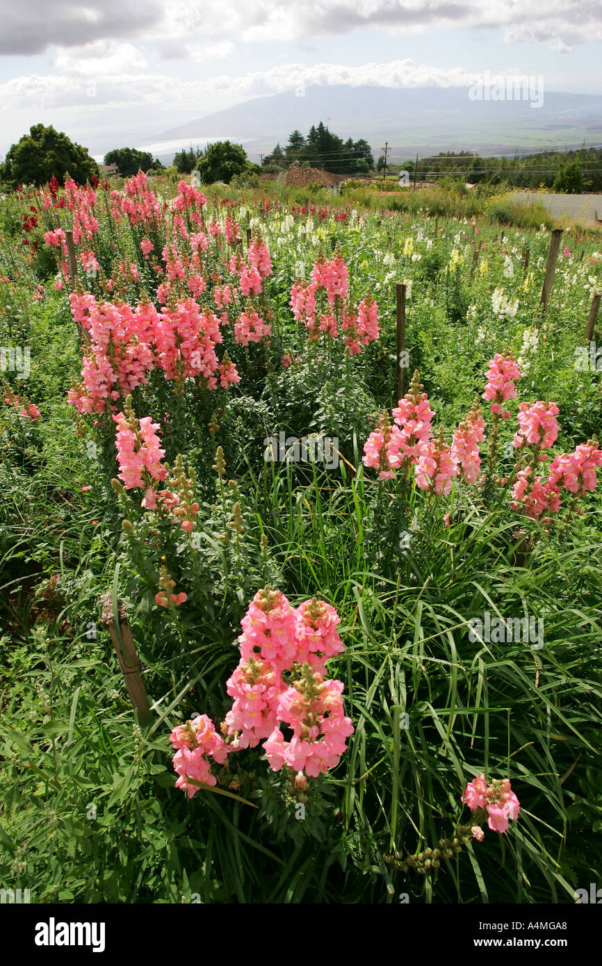 Flower farm Kula Maui Hawaii Stock Photo Alamy