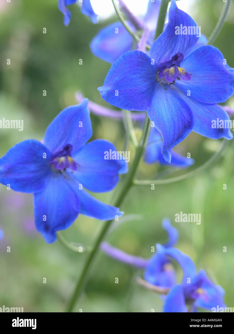 Larkspur Close Up Detail Stock Photo Alamy