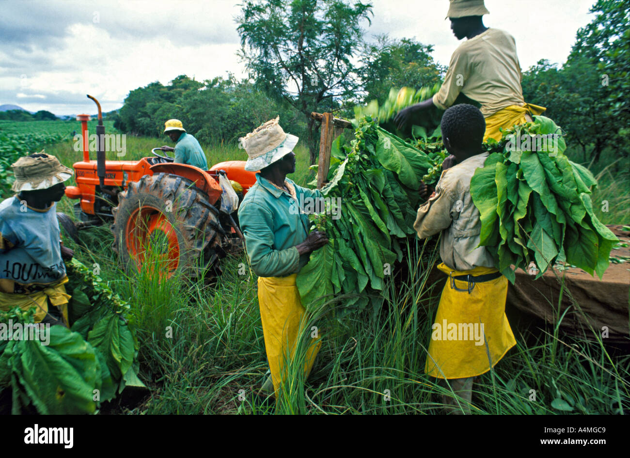 Farm labourers harvesting a tobacco crop. Centenary, Zimbabwe. Africa Stock Photo