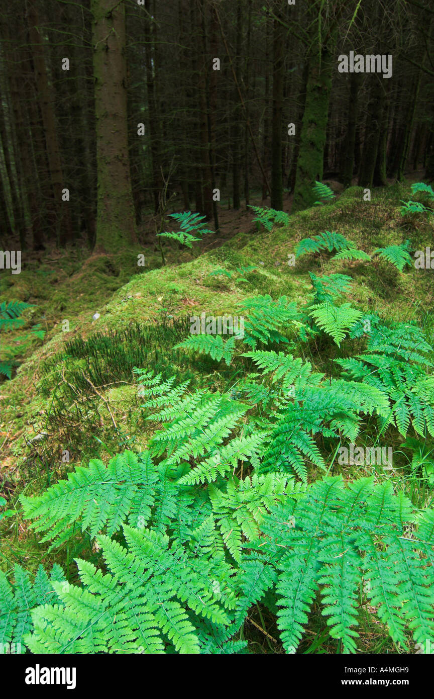 Woodland scene with ferns hi-res stock photography and images - Alamy