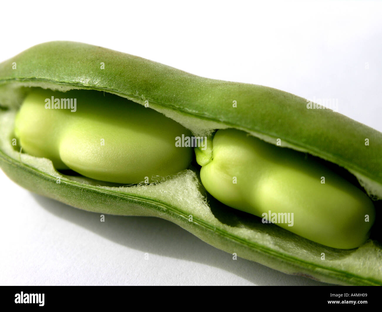 Broad Beans in a pod Stock Photo