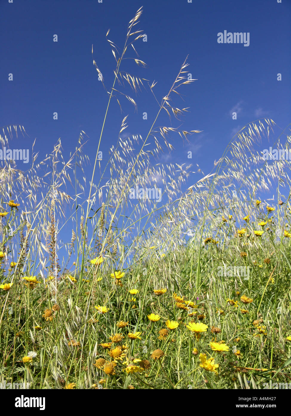 Crown daisy yellow Chrysanthemum coronarium in a field of tall grasses and a blue sky Stock Photo