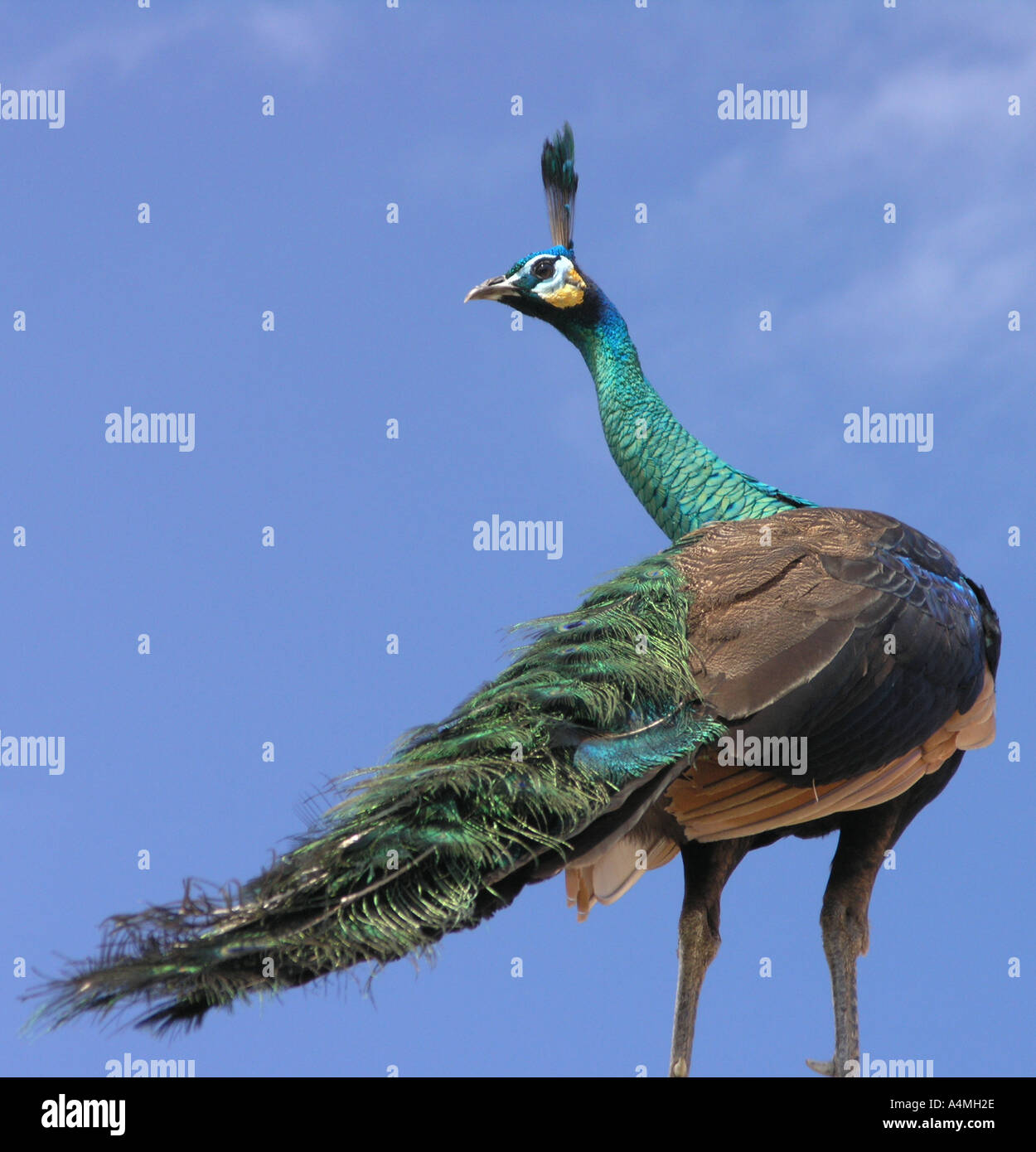 Male peacock against a deep blue sky Stock Photo