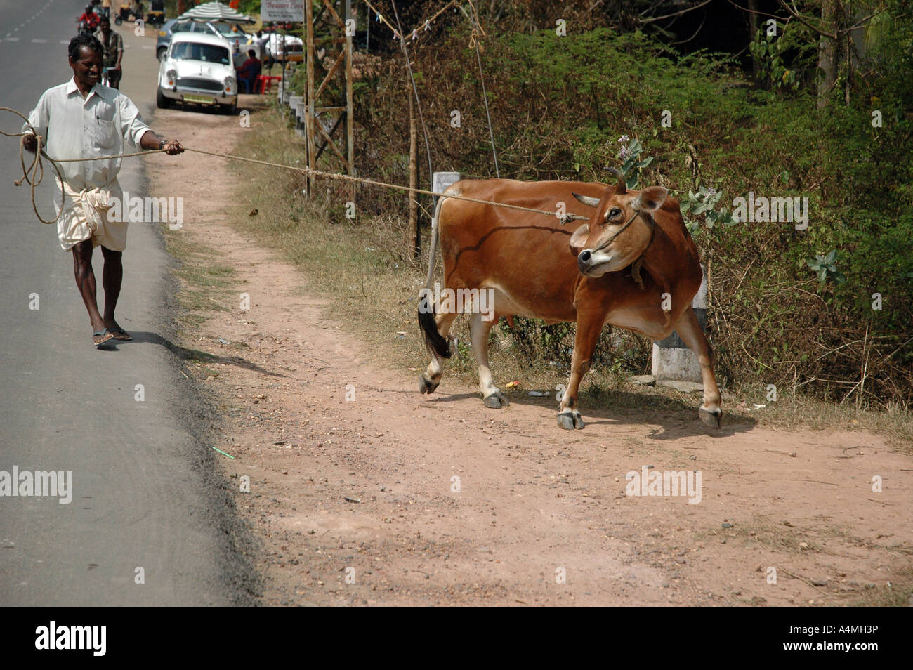 Farmer and cow in Kerala India Stock Photo Alamy