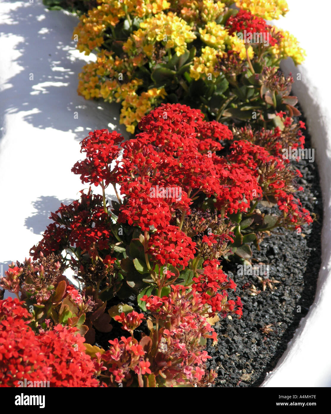 Red and yellow flowers in a garden border with white paving Stock Photo