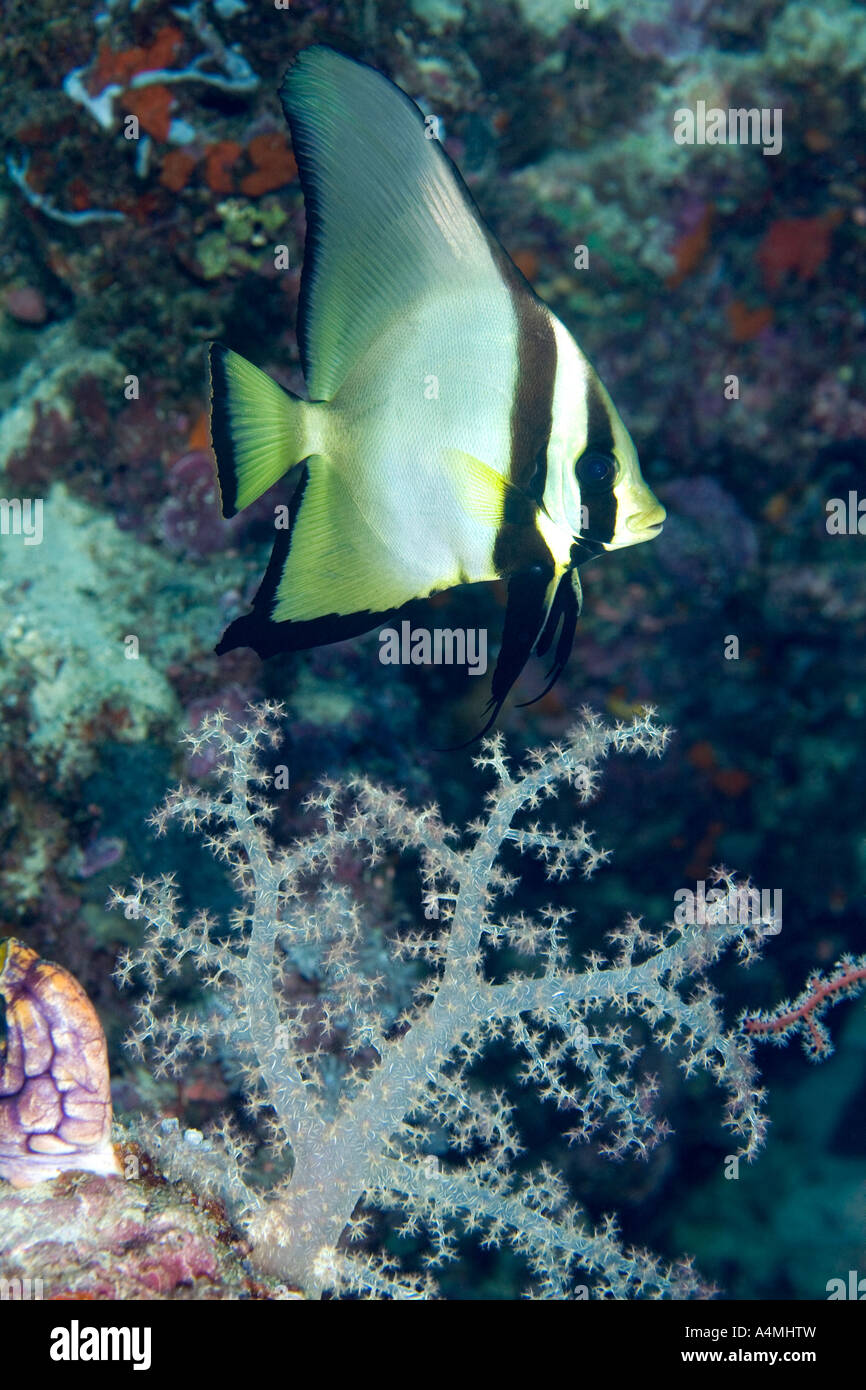 a sub adult pinnate batfish swimming on the reef with soft corals Stock Photo