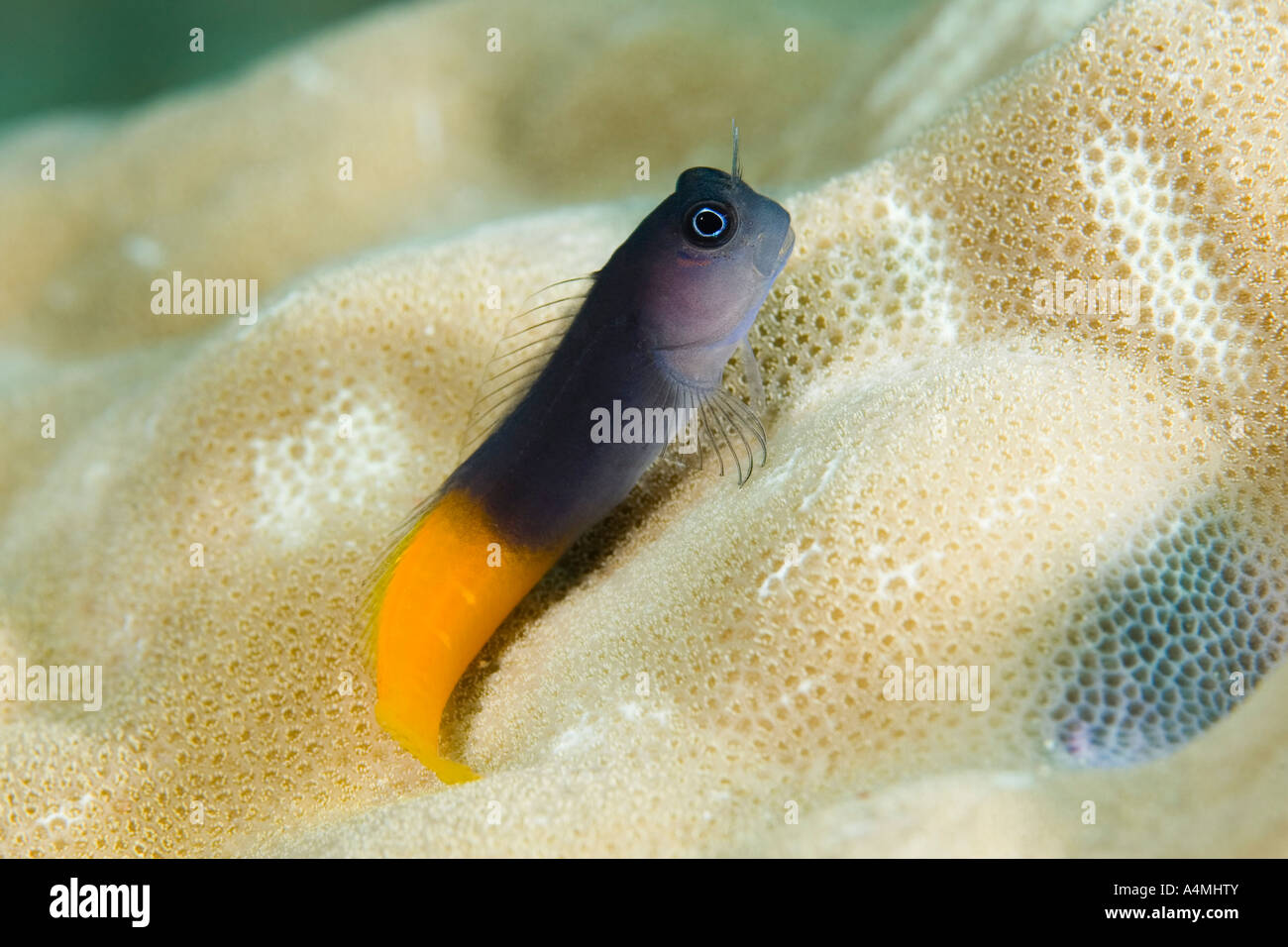 Bicolor Blenny, Ecsenius bicolor perched on coral Stock Photo