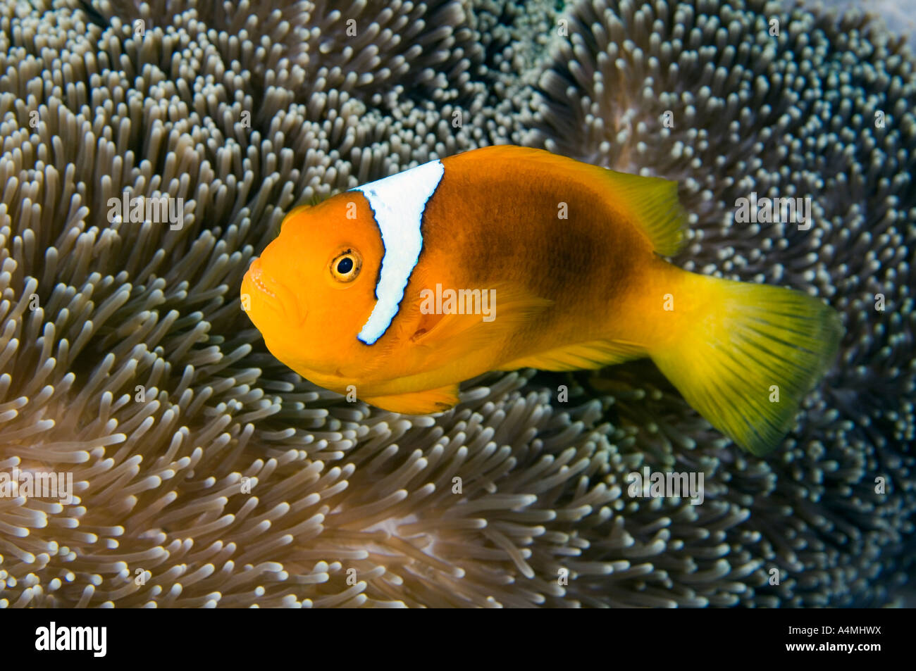 A white bonnet anemonefish swimming in the tentacles of its anemone Stock Photo